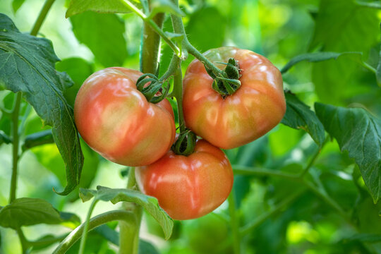 普罗旺斯番茄