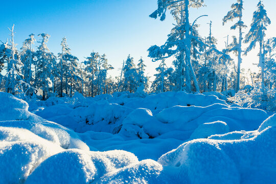 大雪雾凇原始森林