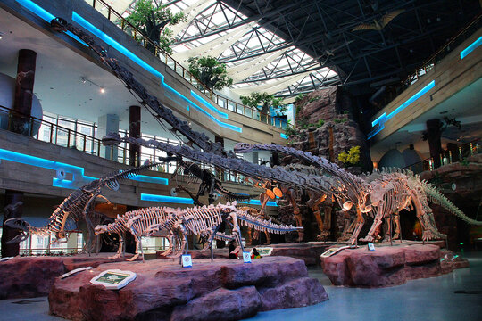 恐龙化石展览