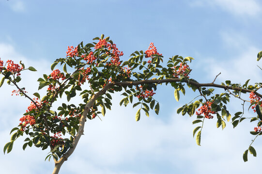 花椒枝