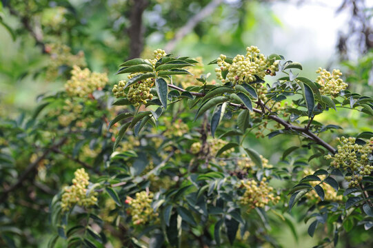 花椒树