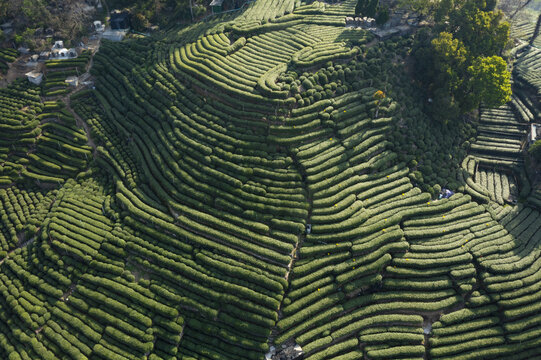 杭州西湖龙井产地翁家山茶园