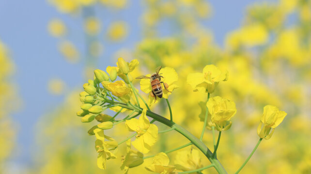 油菜花蜜蜂采蜜