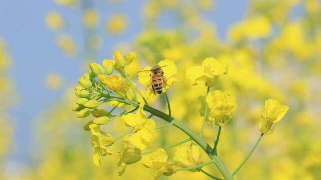 蜜蜂采蜜