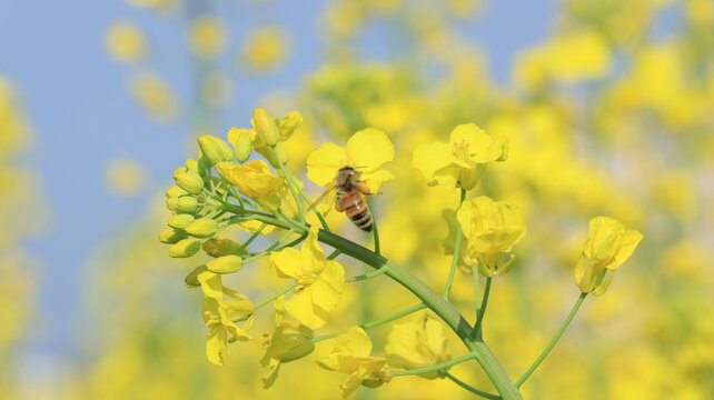 油菜花蜜蜂