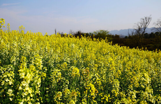 春天农田花卉油菜花