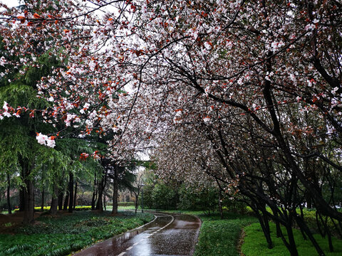 雨中的花径