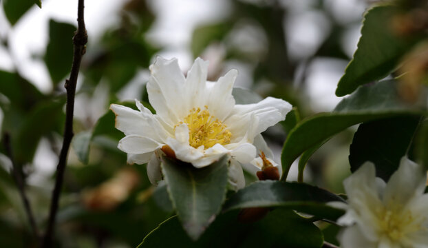 冰清玉洁白茶花