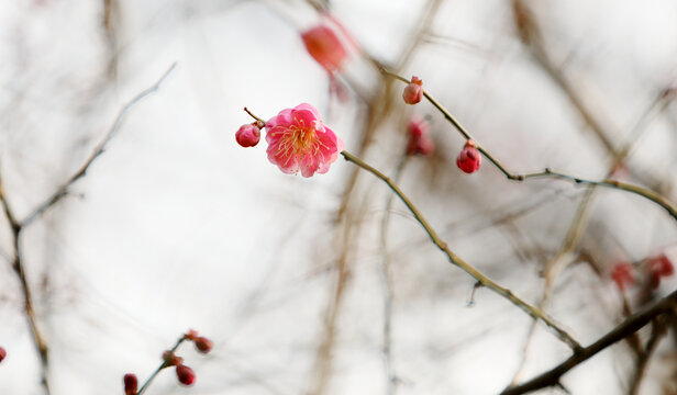 梅花报春