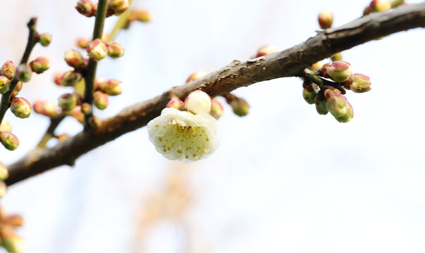 梅花报春