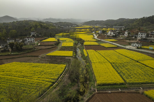 油菜地航拍