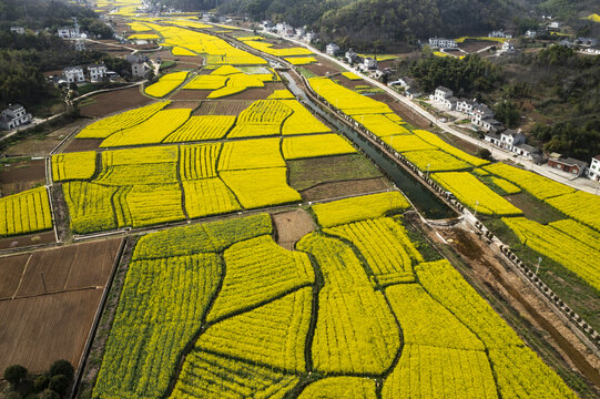 油菜地航拍