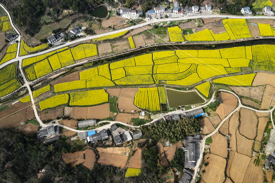 油菜地航拍