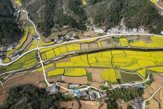 油菜地航拍