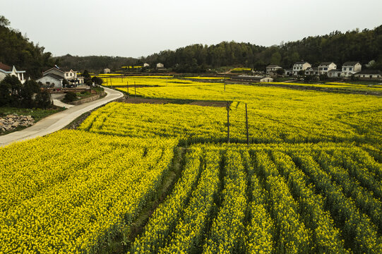 油菜地航拍