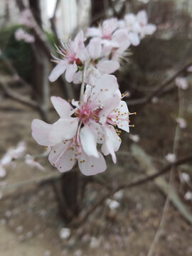 山桃花