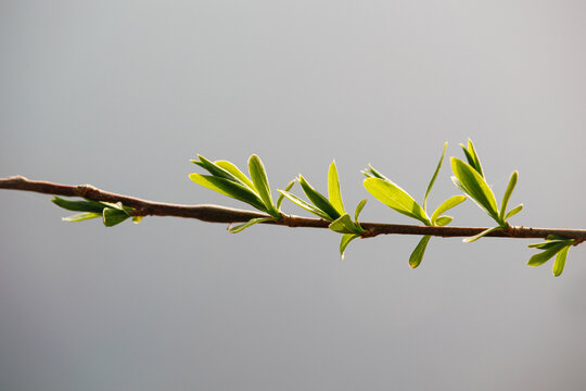 柳树芽