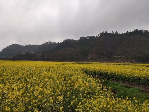 油菜花与青山