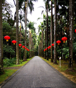 棕榈步道