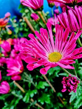 粉色荷兰菊