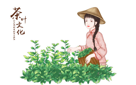 采茶女插畫