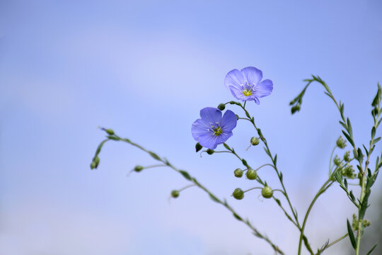 亚麻花