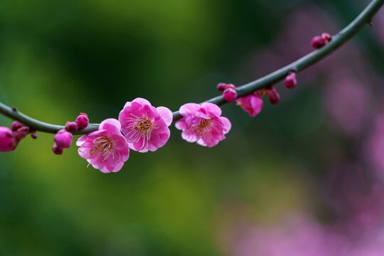 梅花盛开