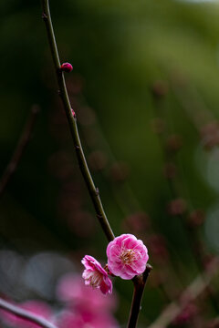 梅花盛开