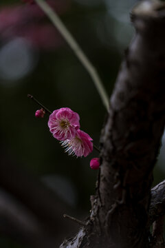 梅花盛开