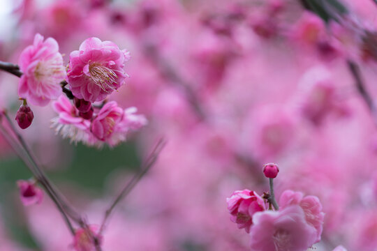 梅花盛开