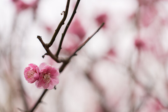 梅花盛开