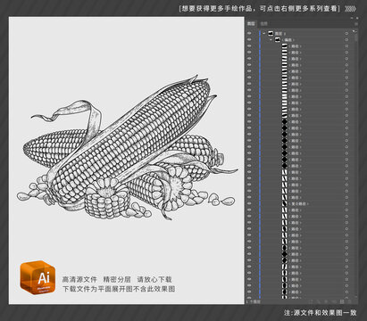玉米手绘素描