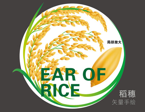 稻子插画