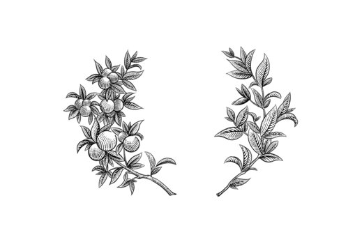 小青柑茶葉線描