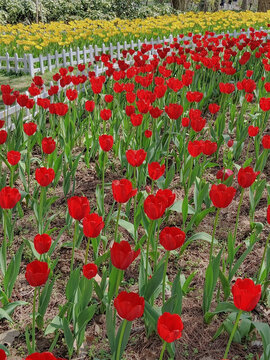 红色郁金香花丛