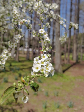 喷雪花特写