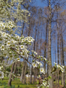 喷雪花特写