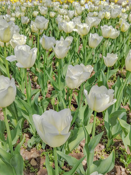 白色郁金香花丛