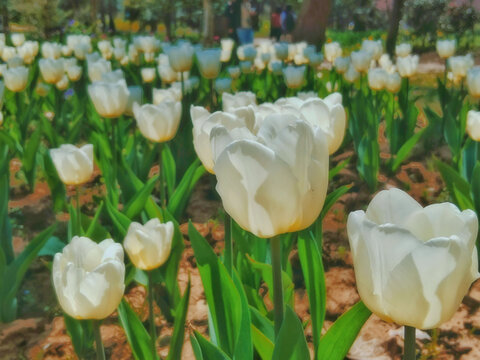 白色郁金香花丛