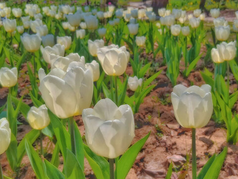 白色郁金香花丛