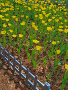 黄色郁金香花丛