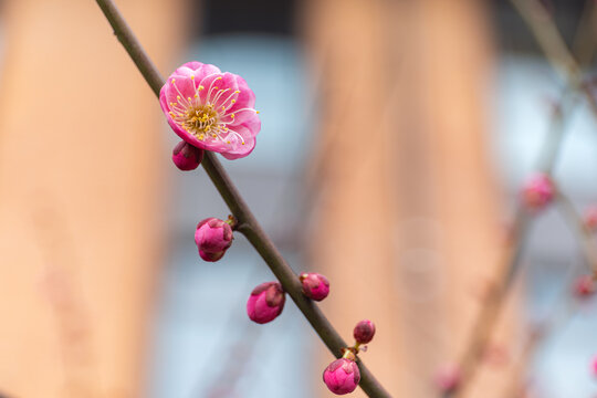 春天里的梅花开了