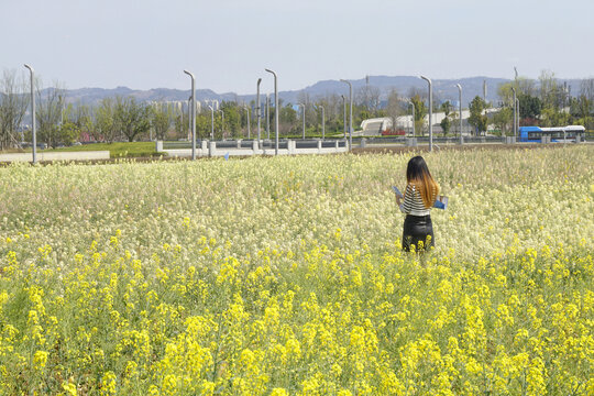 成都东安湖公园彩色油菜花田