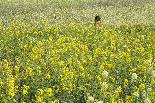 成都东安湖公园彩色油菜花