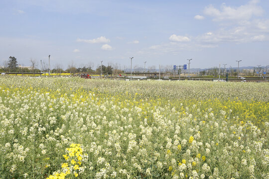 东安湖体育公园彩色菜花