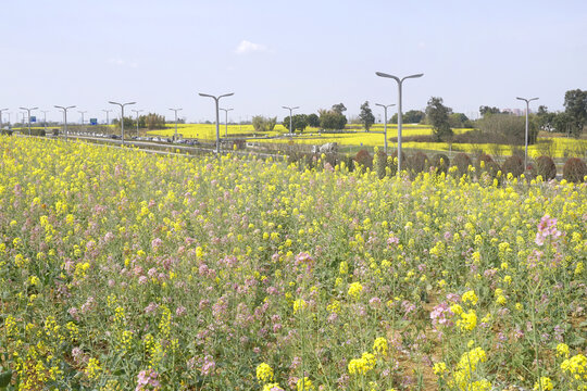 成都东安湖彩色油菜花