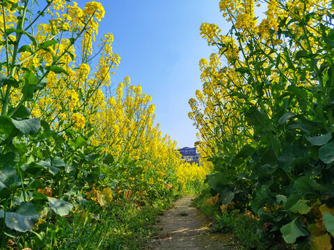 油菜花开