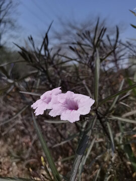 兰花草