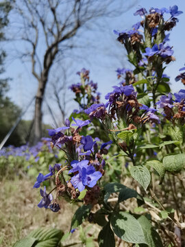 喜花草