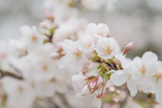 樱花